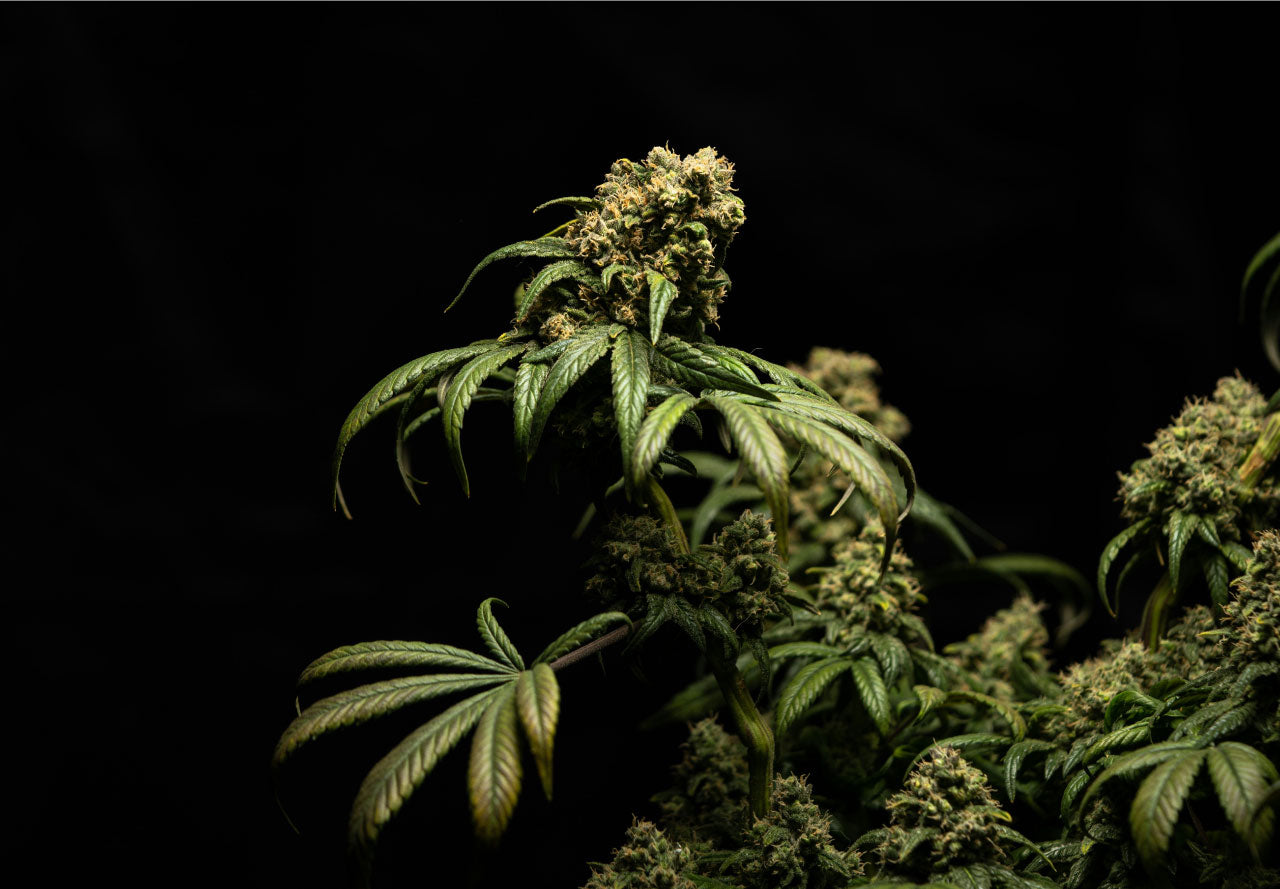 Photo of a flowering cannabis plant.