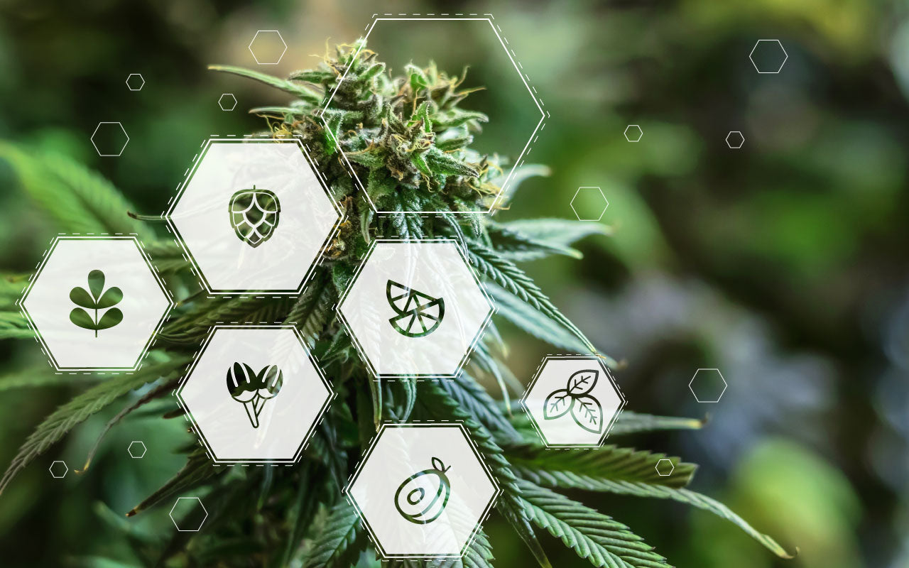 Image of cannabis plant featuring illustrations of different terpene symbols.