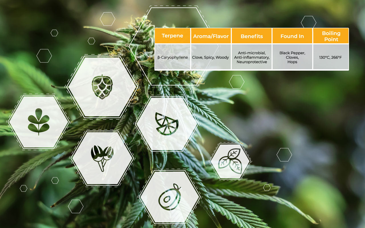Image of cannabis plant featuring a terpene chart.