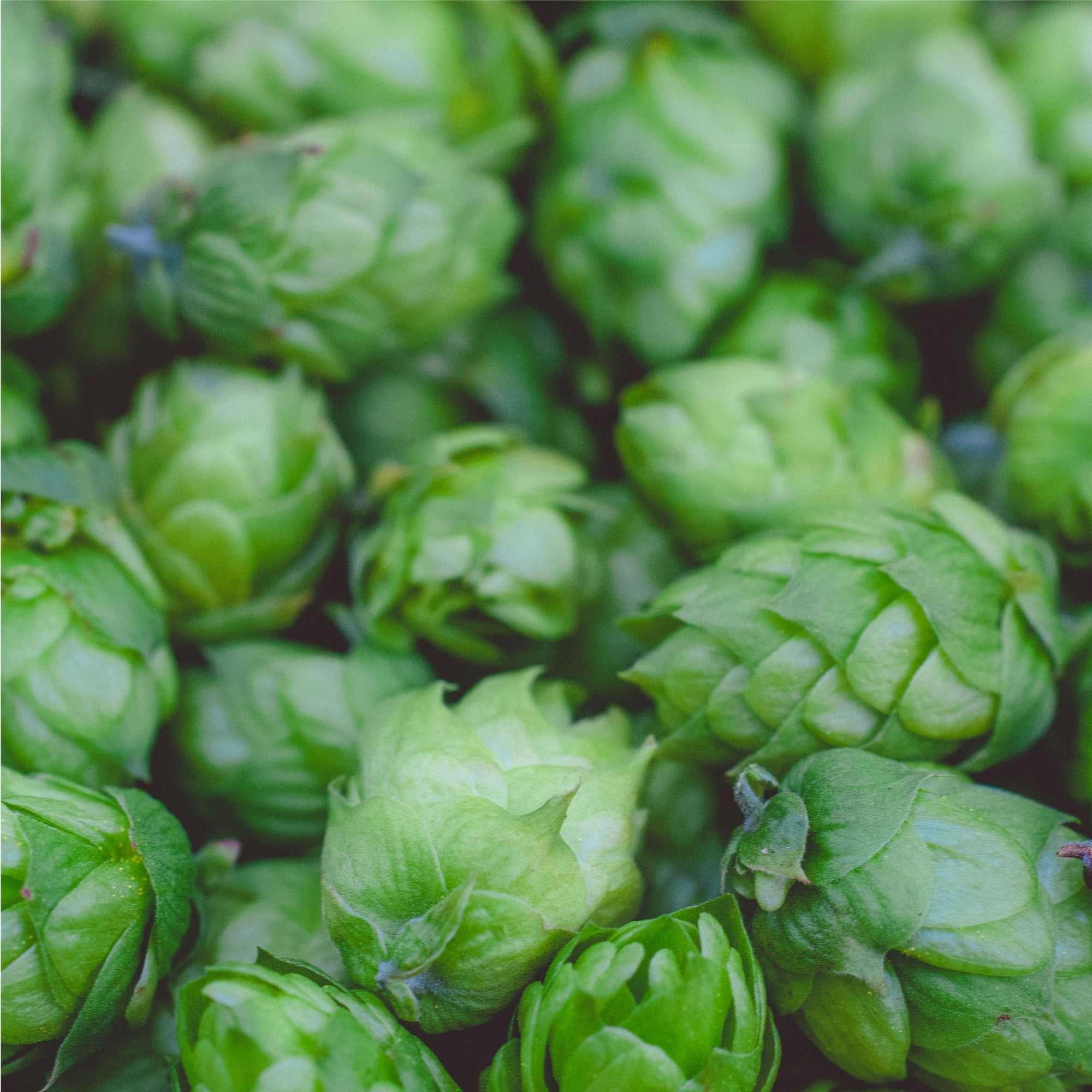 Hops